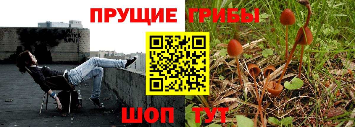 Псилоцибиновые грибы Psilocybine cubensis Чернушка